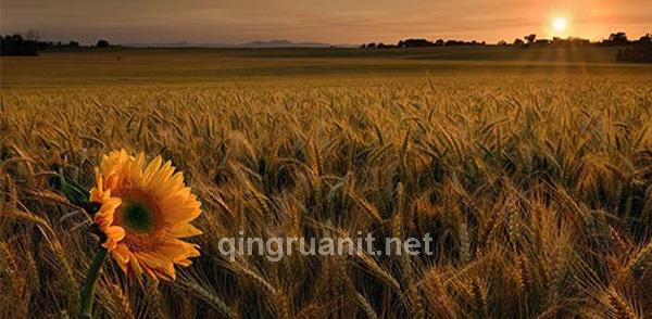 哪些种植项目前景好